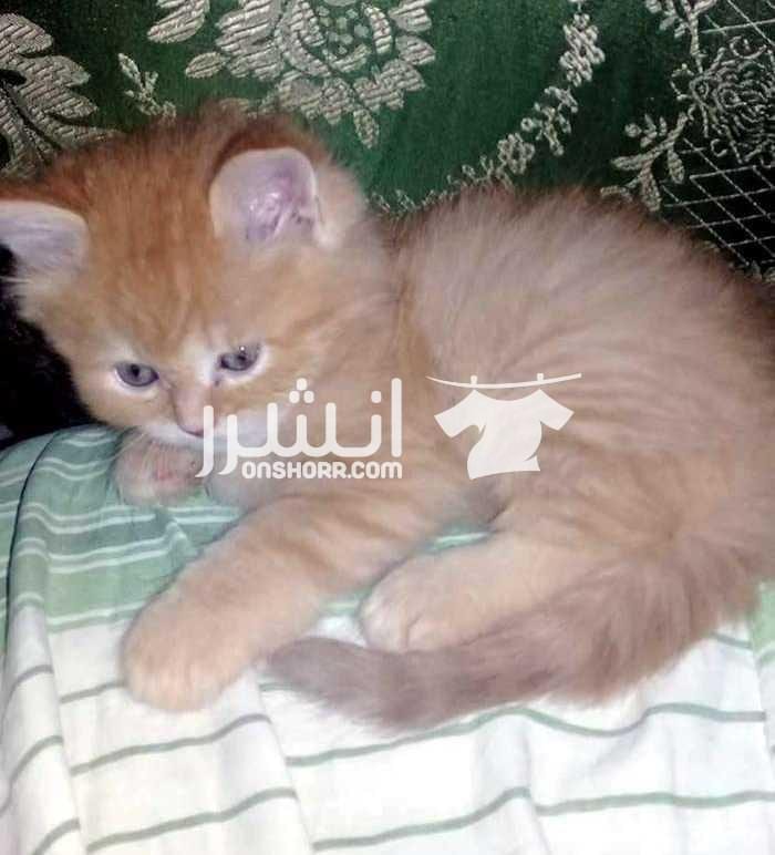 قط مشمسى شرازى بيور مون فيس جمال جدآ للبيع الواحد السعر: 300 (غير قابل للتفاوض) العمر: 45 يوم المكان: كلية البنات او المرغنى فى مصر الجديدة متعود على الرمل و اكل البيت و الدراى فود و صحته ممتازة