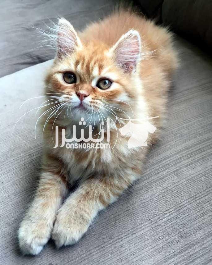 قطة هاف بيكي عمرها شهرين ونص نظيفة جداا وشعر كثيف الصور واضحة. متعودة على الليتر بوكس وبتاكل دراي فود واكل بيت. مطعمة رباعي وديدان وحشرات بالشهادة. غير قابل للتفاوض