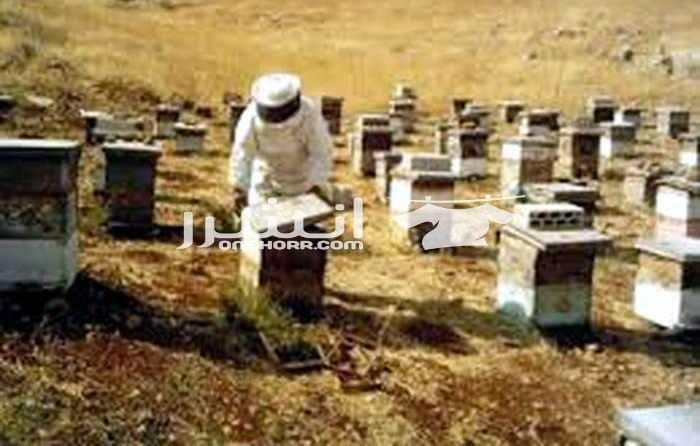 عسل جبلي منتج مصري العلاج بالعسل الجبلي المصري حضرتك النحل بيتغذى علي رحيق الأزهار التي تنمو في المناطق الجبلية مثل أزهار الزعتر والشمر والشيح وينتج عندنا من المنيا و أسيوط من الجبال الموجودة على ال...