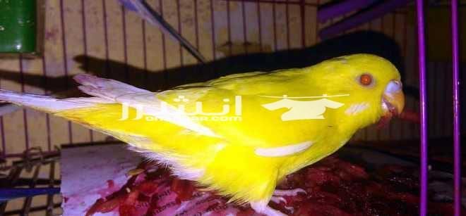عصافير تربيه بيتي الوان تحففه للبيع 11 عصفور استرالي بنادد ولاتينو ويلو فيس و 2 نورمال جرين اعمار من شهرين لشهرين ونص متعودين على كل انواع الاكل ( حبوب _ ذرة _ تونه_خضراوات _ فاكهه_بيض_بقسماط ) العص...