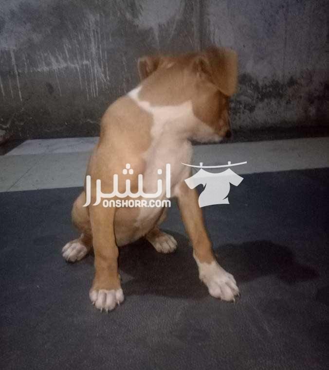 جرو بوكسر للبيع او للبدل جروايه بوكسر نتايه 62يوم مطعمه ثنائي وديدان ومعاها الدفتر الكلب تقليب عالي وصدر عريض وطاعه واومر وهيا شهرين وذكاء ملحوظ الكلبه شراسه طبيعه بالفطره الله واكبر عليها هبيع لاحت...