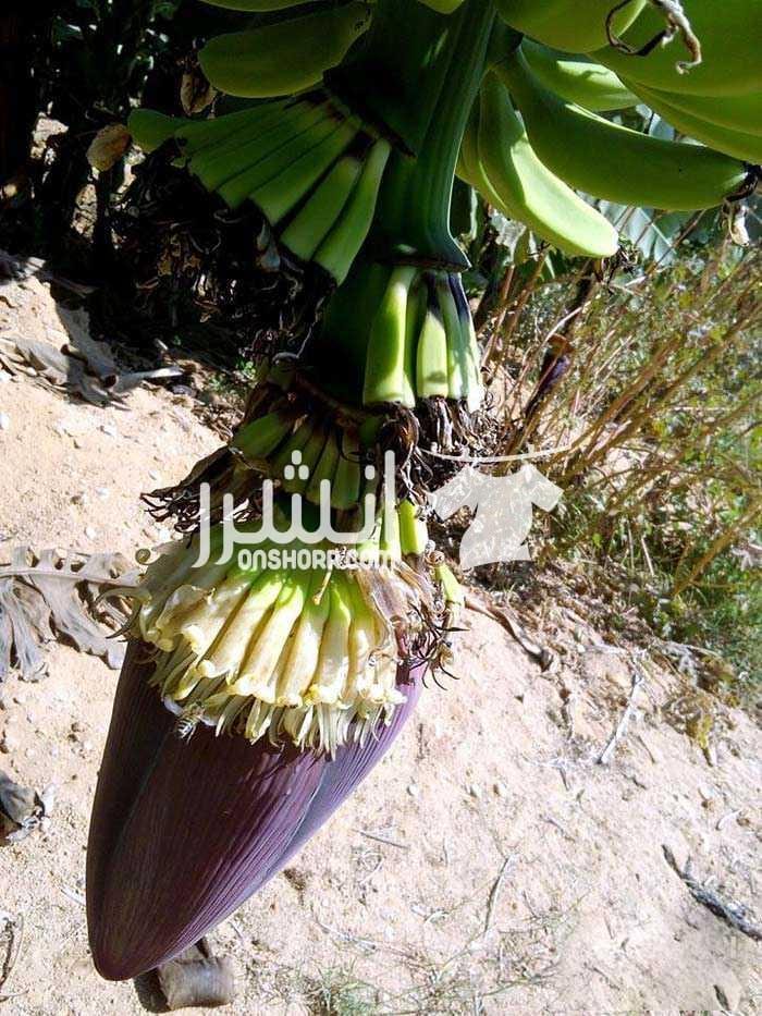 عسل زهور الموز يعتبر العسل من أهم المواد الغذائية التي تنتجها شغالات النحل من رحيق الأزهار المختلفة، من أهمها: الزهور النامية على أشجار الموز الموجودة في المنطقة الغربية من الدلتا، حيث يتميز هذا العس...