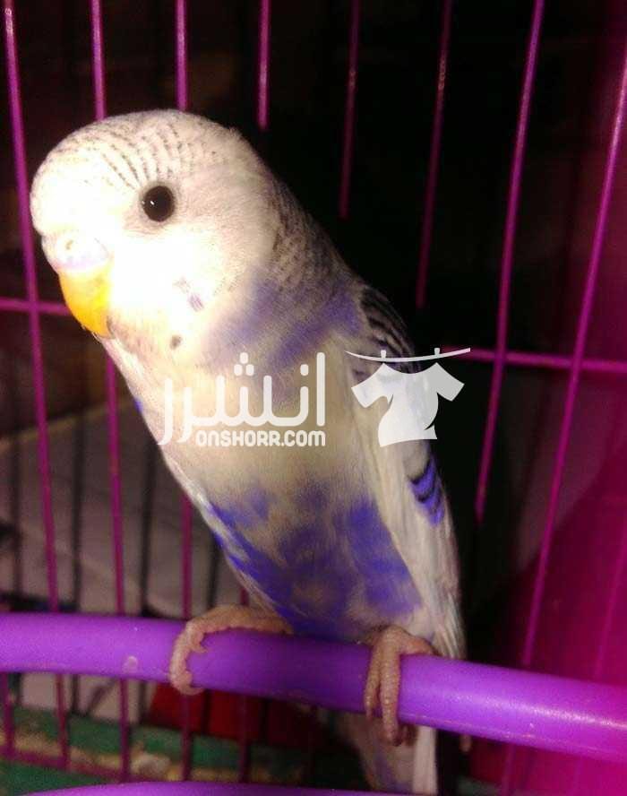 عصافير تربيه بيتي الوان تحففه للبيع 11 عصفور استرالي بنادد ولاتينو ويلو فيس و 2 نورمال جرين اعمار من شهرين لشهرين ونص متعودين على كل انواع الاكل ( حبوب _ ذرة _ تونه_خضراوات _ فاكهه_بيض_بقسماط ) العص...