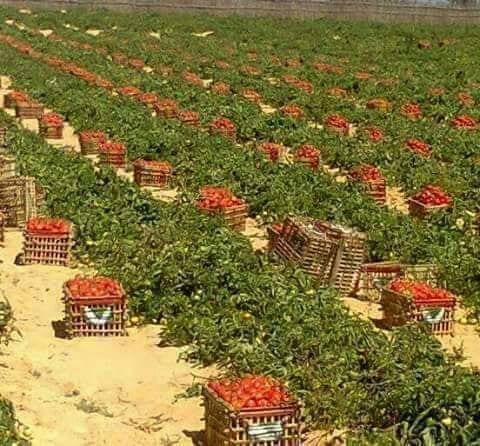 ابدء مشروعك بمزرعة 5فدان مسجلة جاهزة للزراعه بموقع متميز
الريف المصري تنطق بالمصداقية والواقعية علي ارض مصرية
الان ولفترة محدودة من مزارع الريف المصري سعر الفدان 15الف
شاهد قارن واقعنا يتحدث عنا
للا...
