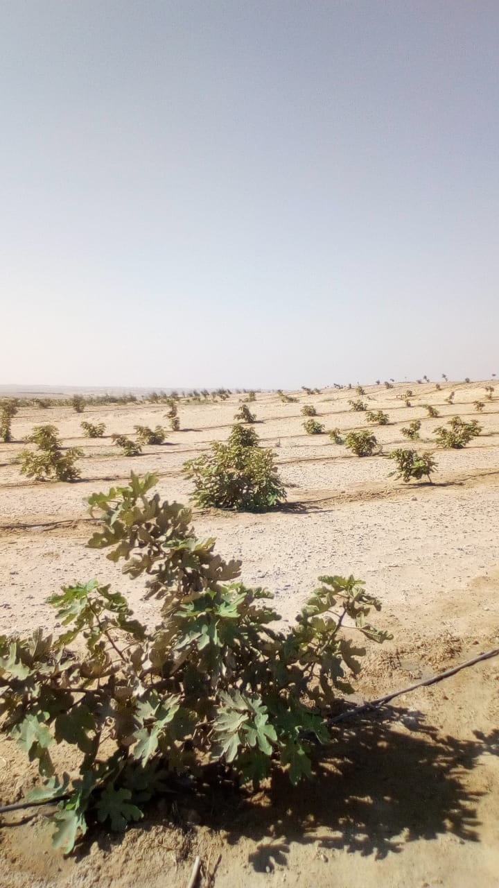 فكرت تعمل مشروع ؟؟
ومعندكش وقت ؟؟
ولا راس مال كاش كفايه ؟؟
وخايف من الفشل ؟؟
استثمر فلوسك في مشروع ناجح ومربح جدا وشاركنا في مشاريع قائمه بالفعل .
اكبر مشروع إستثمارى زراعي احنا هنشرف علية ونديرة .......
