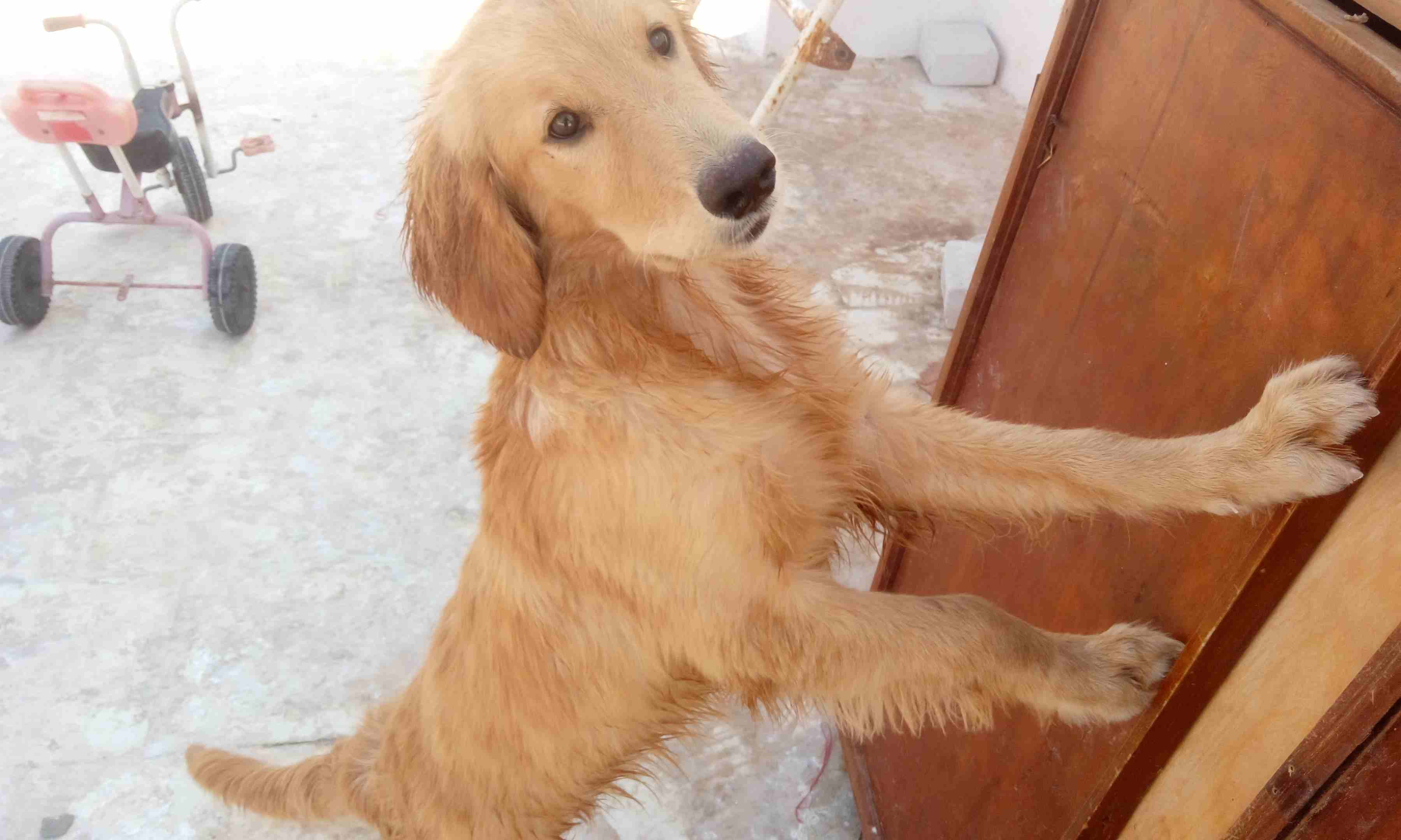 کلب جولدن بيور للبيع بسعر لقطه 6شهور متاح صور الاب
لا تنسَ أنك شاهدت هذا الإعلان في عنكبوت
نتايه...