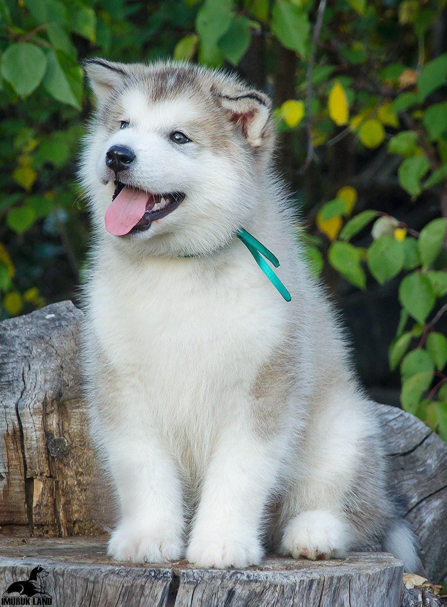 For Sale
Super jumpo ( AIaskan malamute )
لا تنسَ أنك شاهدت هذا الإعلان في عنكبوت
For Sale......