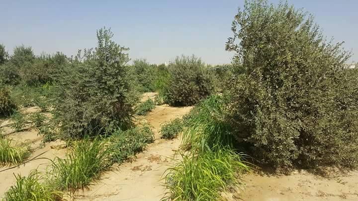 فرصة للبيييع
لا تنسَ أنك شاهدت هذا الإعلان في عنكبوت
تملك قطعة ارض على طريق مصر اسيوط الغربى...