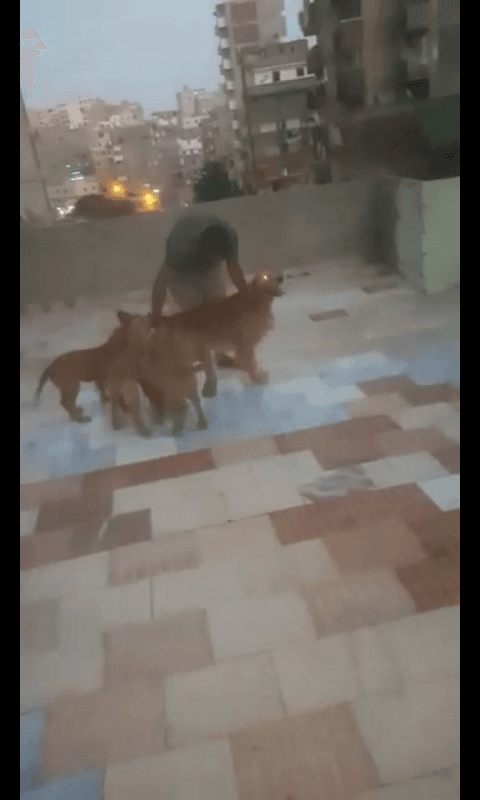 کلب جولدن بيور للبيع بسعر لقطه 6شهور متاح صور الاب
لا تنسَ أنك شاهدت هذا الإعلان في عنكبوت
نتايه...