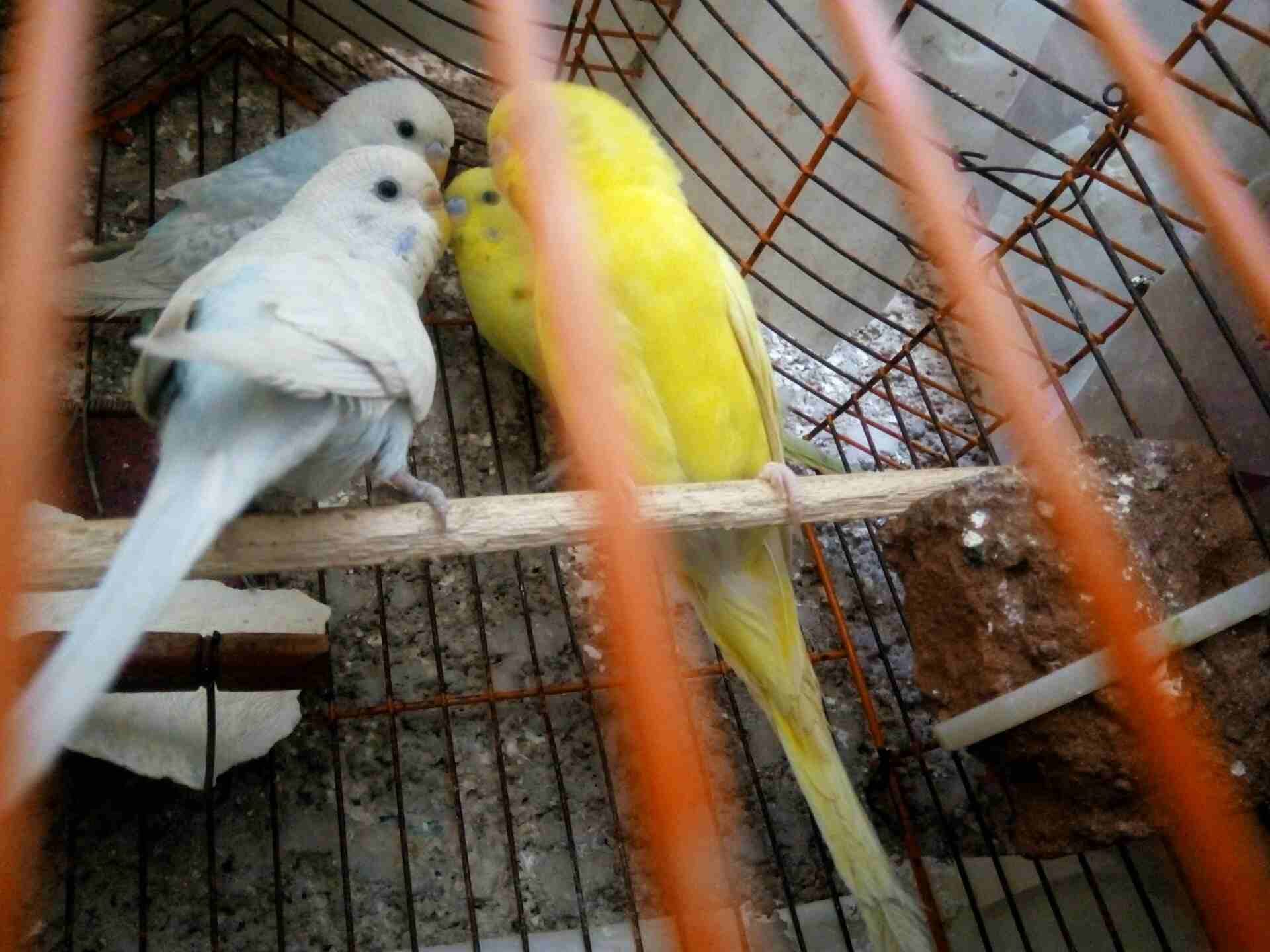 عصافير استرالي اجواز شغالين وشبابات عينها حمرااا
لا تنسَ أنك شاهدت هذا الإعلان في عنكبوت
عصافير ا...