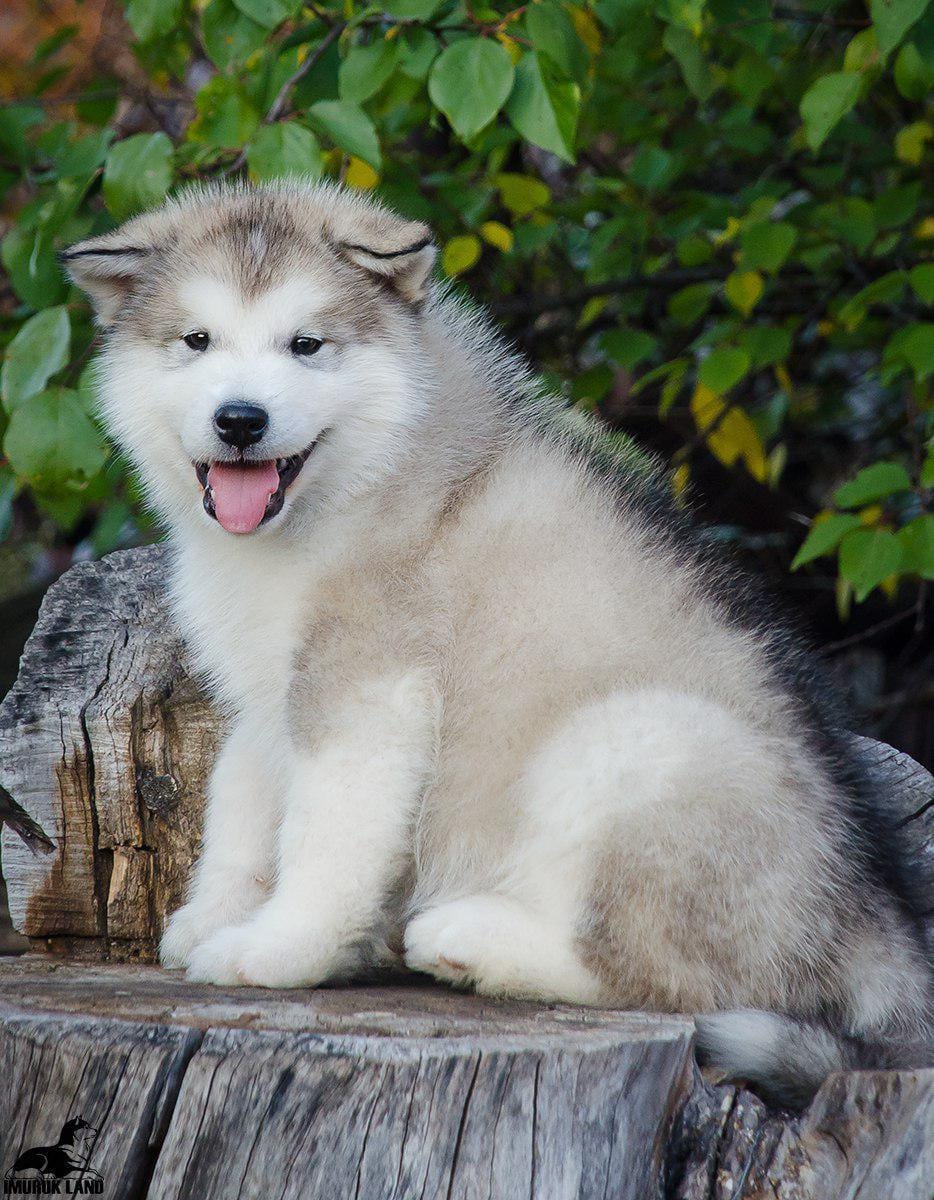 For Sale
Super jumpo ( AIaskan malamute )
لا تنسَ أنك شاهدت هذا الإعلان في عنكبوت
For Sale......