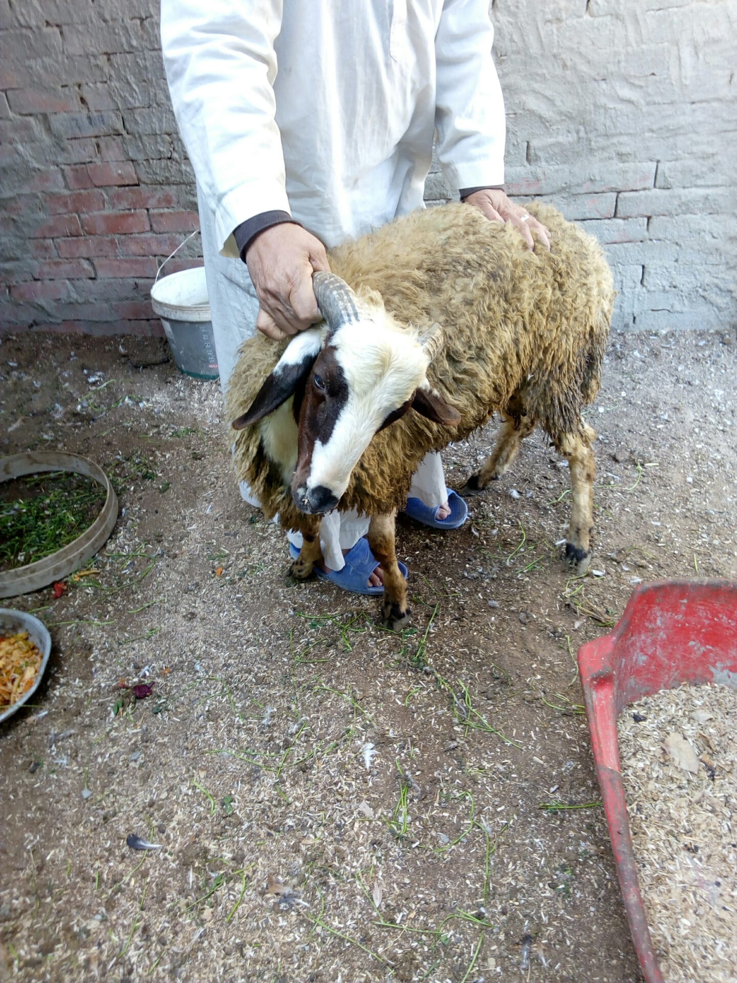 2 خروف كبار لسه مكسروش
لا تنسَ أنك شاهدت هذا الإعلان في عنكبوت
2 خروف كبار لسه لبانه يدخلوا ع...