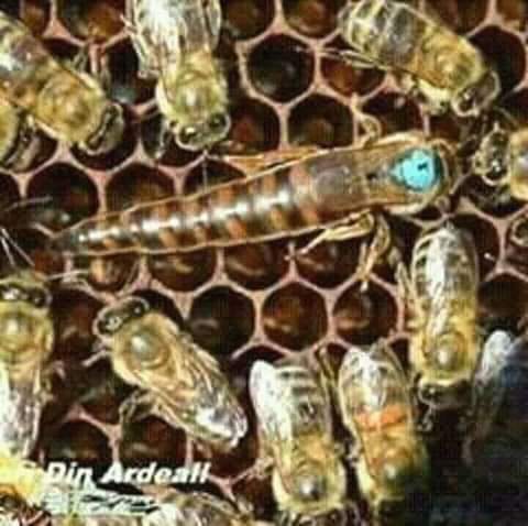 عسل نحل طبيعي بجوده وخبره
لا تنسَ أنك شاهدت هذا الإعلان في عنكبوت
عسل نحل طبيعي بجوده وخبره و...