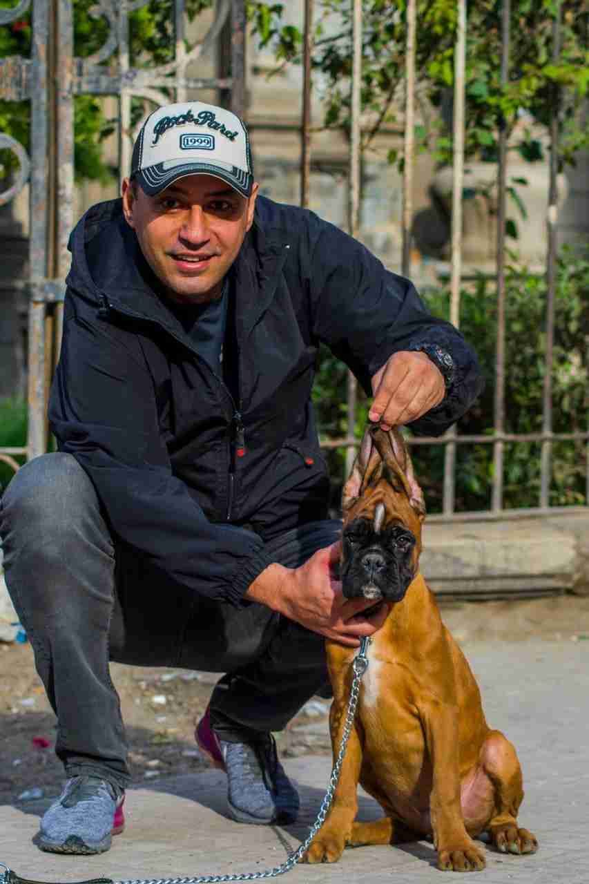 أجمل جرو بوكسر وارد الخارج
لا تنسَ أنك شاهدت هذا الإعلان في عنكبوت
Avialable in egypt
For Sal...
