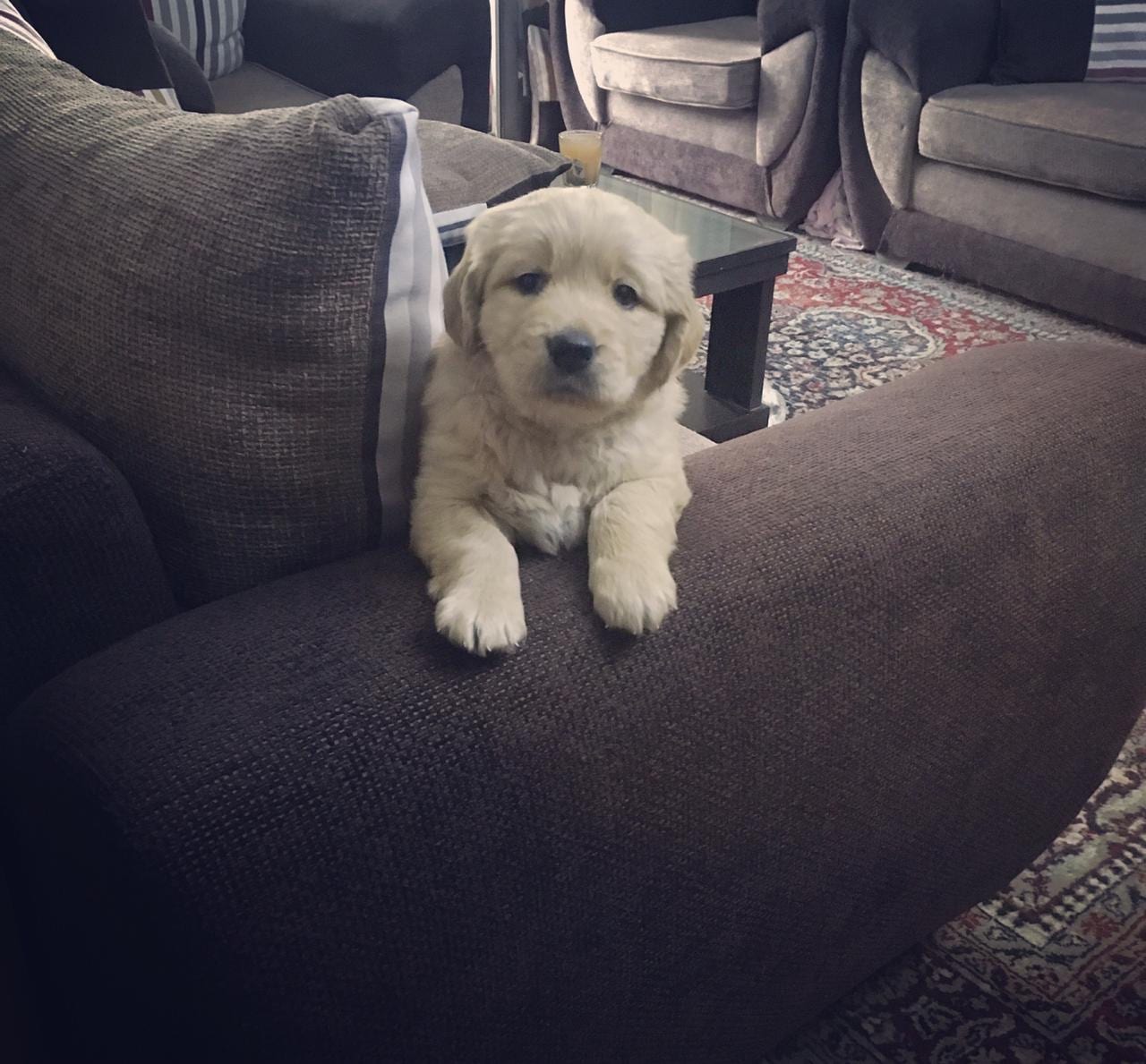 golden retriever
لا تنسَ أنك شاهدت هذا الإعلان في عنكبوت
Male
45 days
Vaccianted...