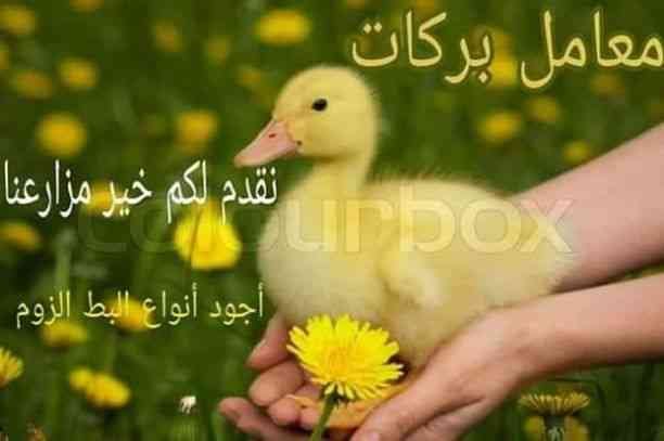 (بطة معمل بركات)
سارع بالحجز
بطة معمل بركات 01121520170
كما هو معروف لدى المربيين و اصحاب المزارع و مكاتب التوزيع
البطة الاولى في مصر بشهادة الجميع من حيث :-
اعلى معدلات التحويل كما هو موضح بالرسم...