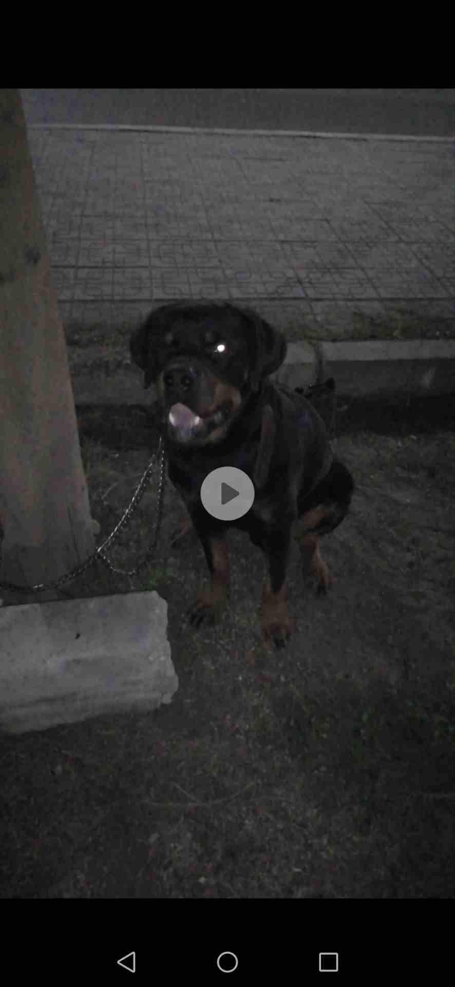 ذكر Rottweiller للبيع 10 شهور
لا تنسَ أنك شاهدت هذا الإعلان في عنكبوت
بسم الله ما شاء الله لا...