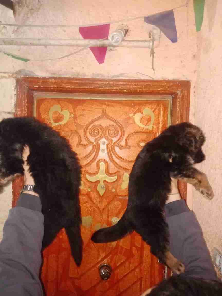 جيرمن شيبرد شو لاين مستوردين
لا تنسَ أنك شاهدت هذا الإعلان في عنكبوت
أتقل جراوي جيرمن شيبرد ف...