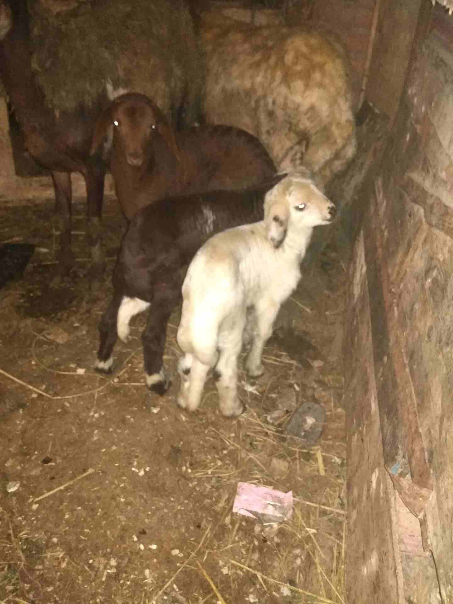 بصحه جيده
لا تنسَ أنك شاهدت هذا الإعلان في عنكبوت
لبنيه أول ولده لها وراه اثنين ذكرونتيه مشاء الل...