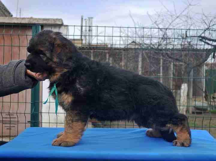 For Sale
Super (German shaperd )
لا تنسَ أنك شاهدت هذا الإعلان في عنكبوت
For Sale ..........
Sup...