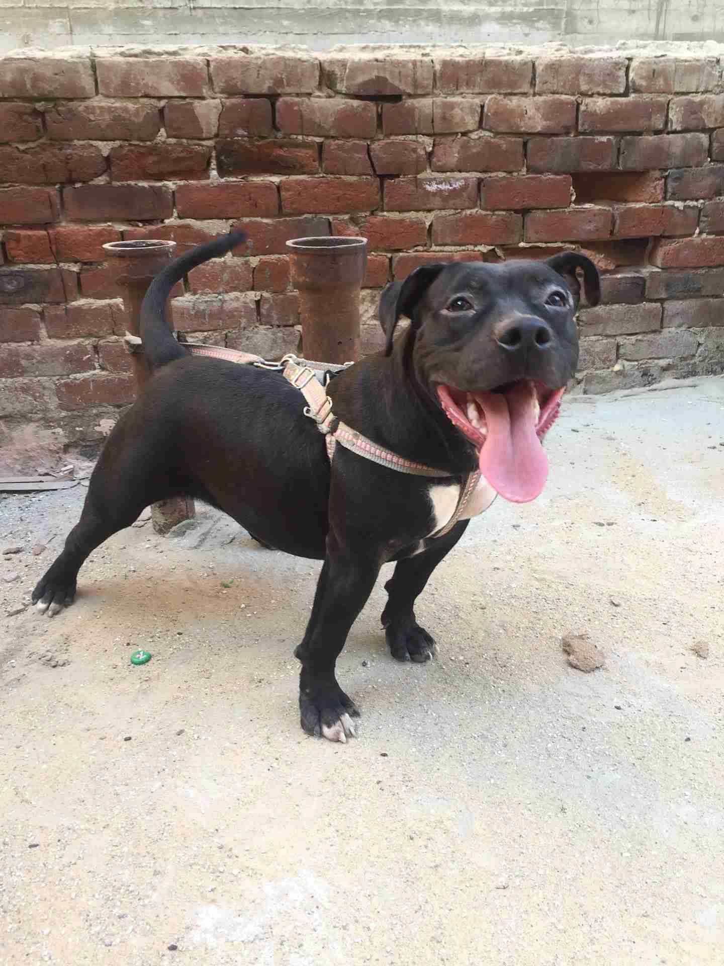 bitbull female 7 months for sale
لا تنسَ أنك شاهدت هذا الإعلان في عنكبوت
انثي بيتبول 7 شهور م...