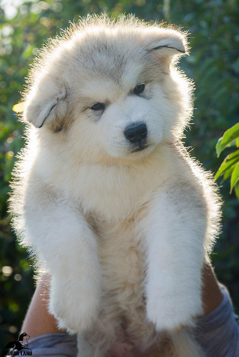 For Sale
Super jumpo ( AIaskan malamute )
لا تنسَ أنك شاهدت هذا الإعلان في عنكبوت
For Sale......