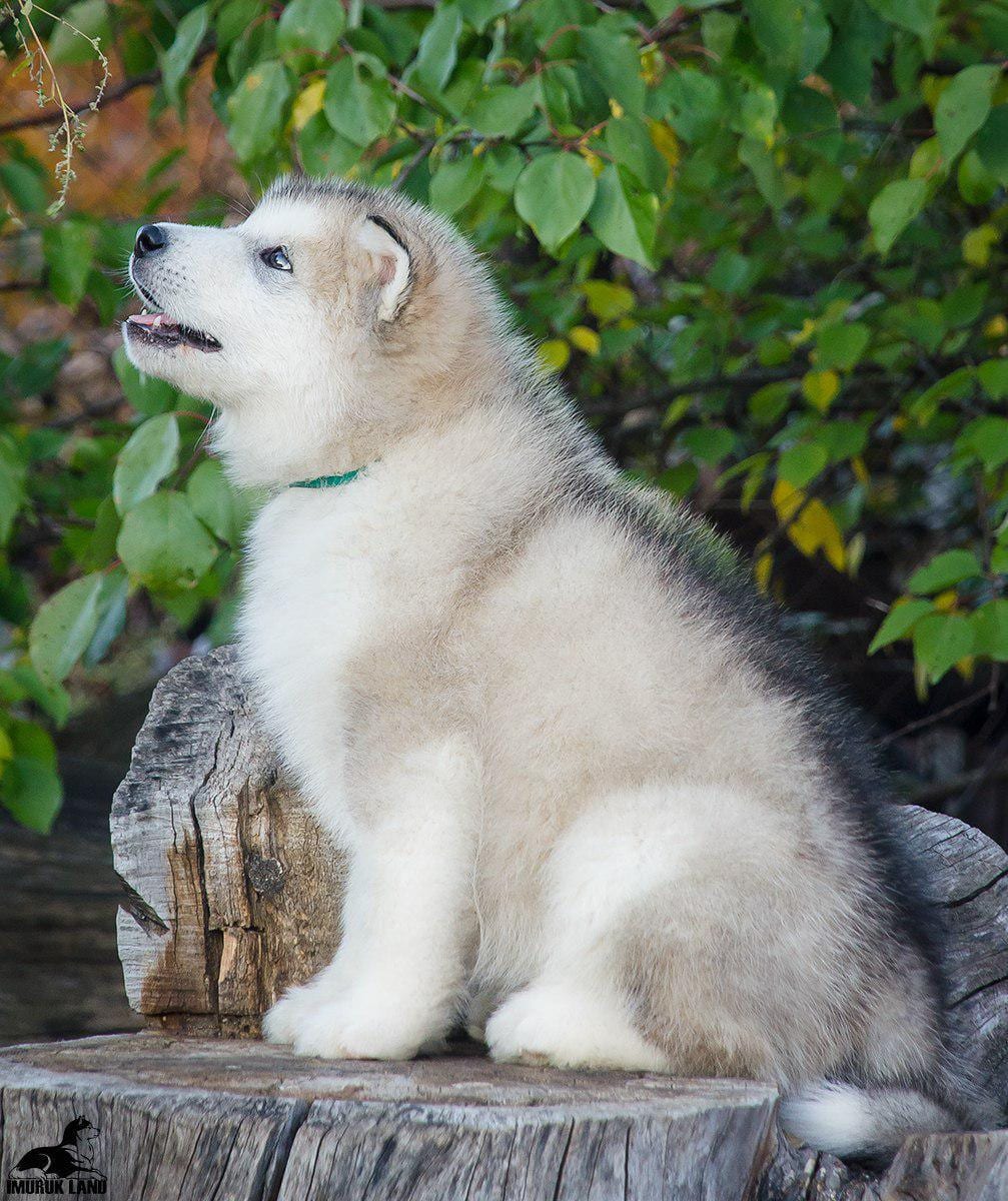 For Sale
Super jumpo ( AIaskan malamute )
لا تنسَ أنك شاهدت هذا الإعلان في عنكبوت
For Sale......