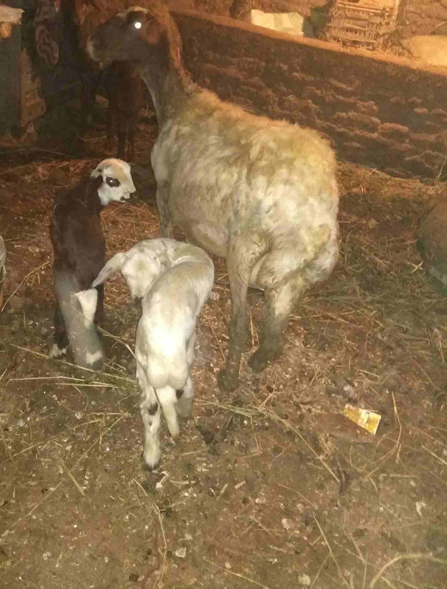 بصحه جيده
لا تنسَ أنك شاهدت هذا الإعلان في عنكبوت
لبنيه أول ولده لها وراه اثنين ذكرونتيه مشاء الل...