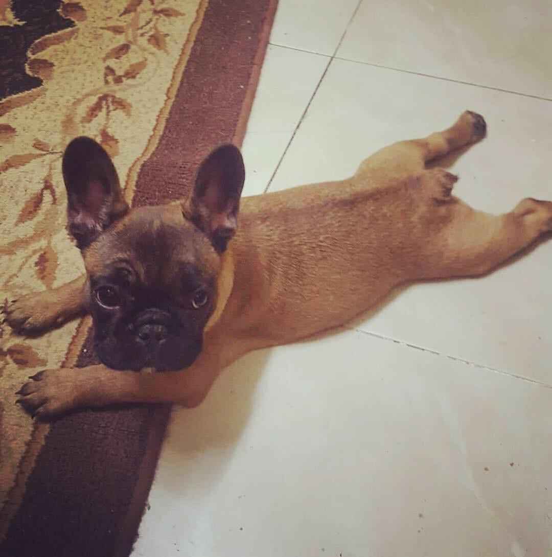 كلب فرنش بلدوج وارد اوكرنيا بيور ومعه الباسبور وشهادة المزرعه باوكرنيا وكل اورا
لا تنسَ أنك شاهدت هذا الإعلان في عنكبوت...