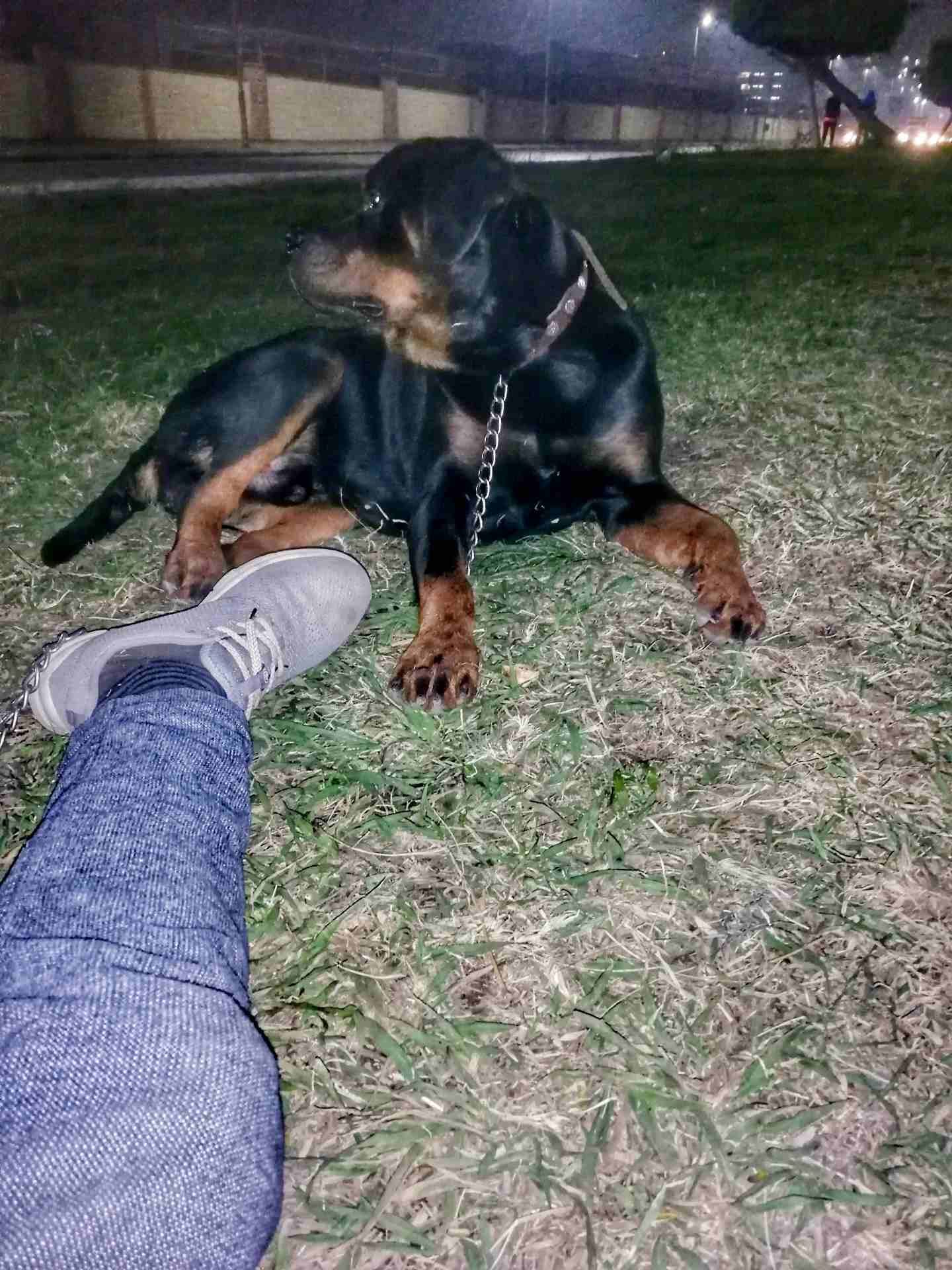 ذكر Rottweiller للبيع 10 شهور
لا تنسَ أنك شاهدت هذا الإعلان في عنكبوت
بسم الله ما شاء الله لا...