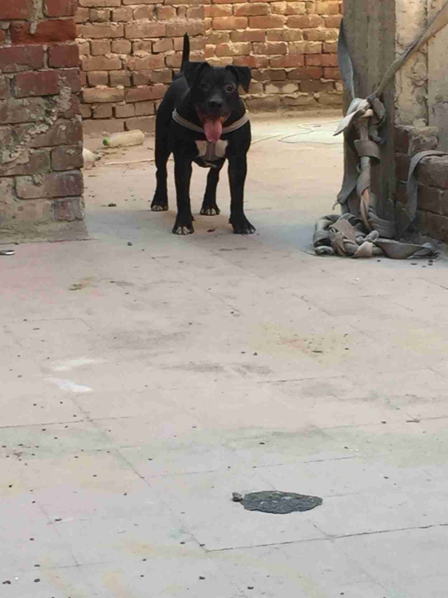 bitbull female 7 months for sale
لا تنسَ أنك شاهدت هذا الإعلان في عنكبوت
انثي بيتبول 7 شهور م...