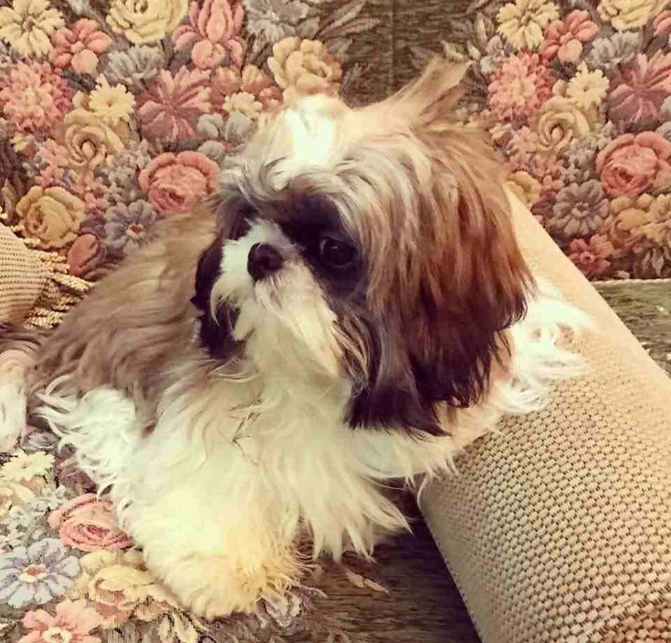 shihtzu puppy imported / تشيتزو مستورد
لا تنسَ أنك شاهدت هذا الإعلان في عنكبوت
Shih-tzu Puppy For...