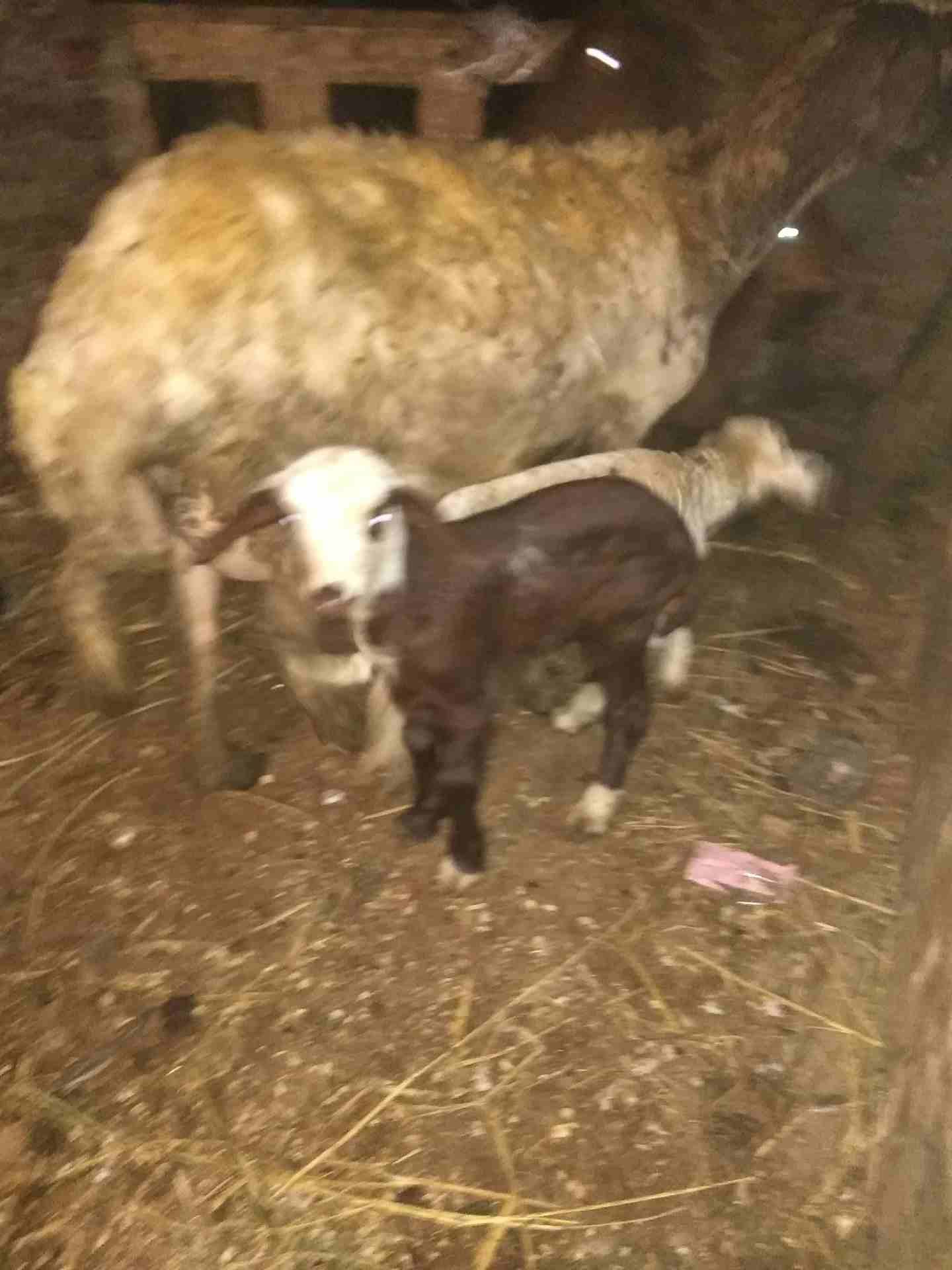 بصحه جيده
لا تنسَ أنك شاهدت هذا الإعلان في عنكبوت
لبنيه أول ولده لها وراه اثنين ذكرونتيه مشاء الل...