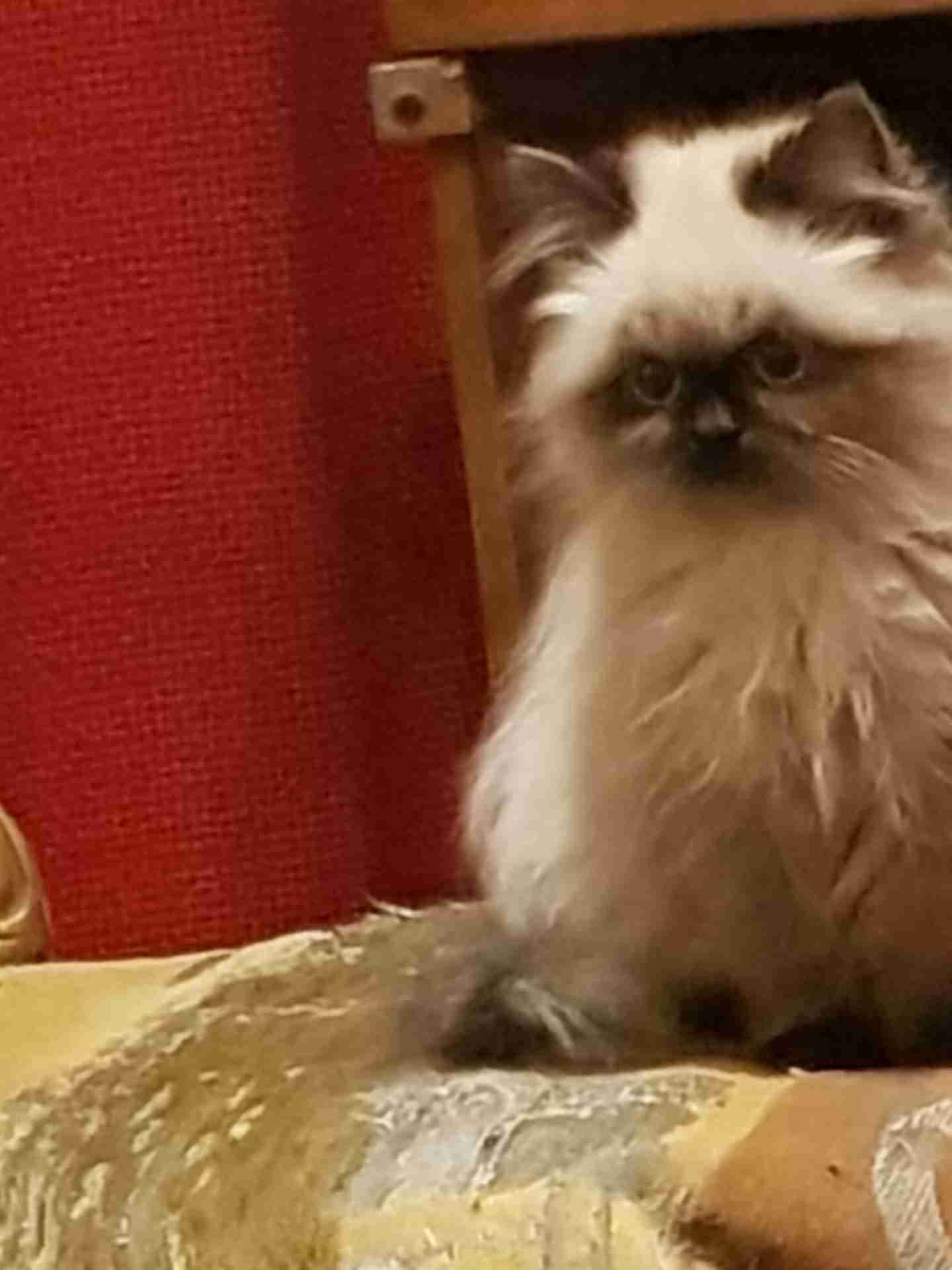 ولد هيمالايا بيور
لا تنسَ أنك شاهدت هذا الإعلان في عنكبوت
للبيع قط هيمالايا بيور أصول مستوردة...