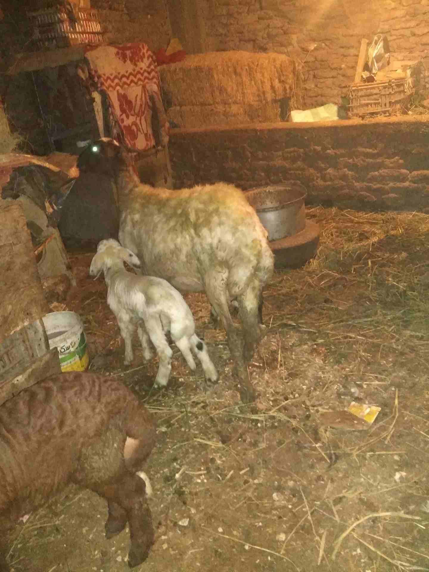 بصحه جيده
لا تنسَ أنك شاهدت هذا الإعلان في عنكبوت
لبنيه أول ولده لها وراه اثنين ذكرونتيه مشاء الل...