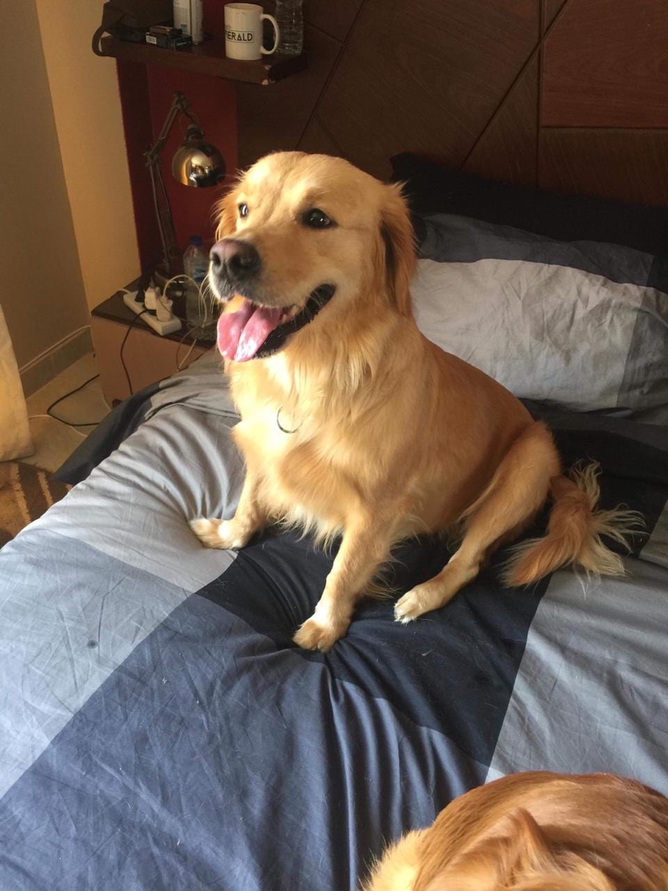 golden retriever
لا تنسَ أنك شاهدت هذا الإعلان في عنكبوت
Male
45 days
Vaccianted...