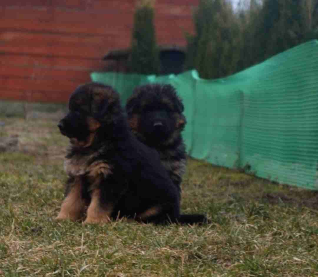 For Sale
Super (German shaperd )
لا تنسَ أنك شاهدت هذا الإعلان في عنكبوت
For Sale ..........
Sup...