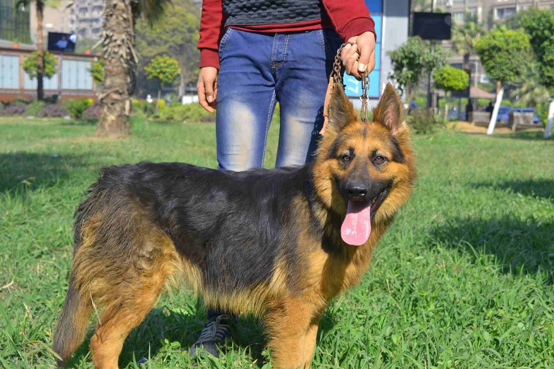 للبيع نتاية جيرمن ورك لاين تقليب عالي
لا تنسَ أنك شاهدت هذا الإعلان في عنكبوت
للبيع نتاية جيرمن و...