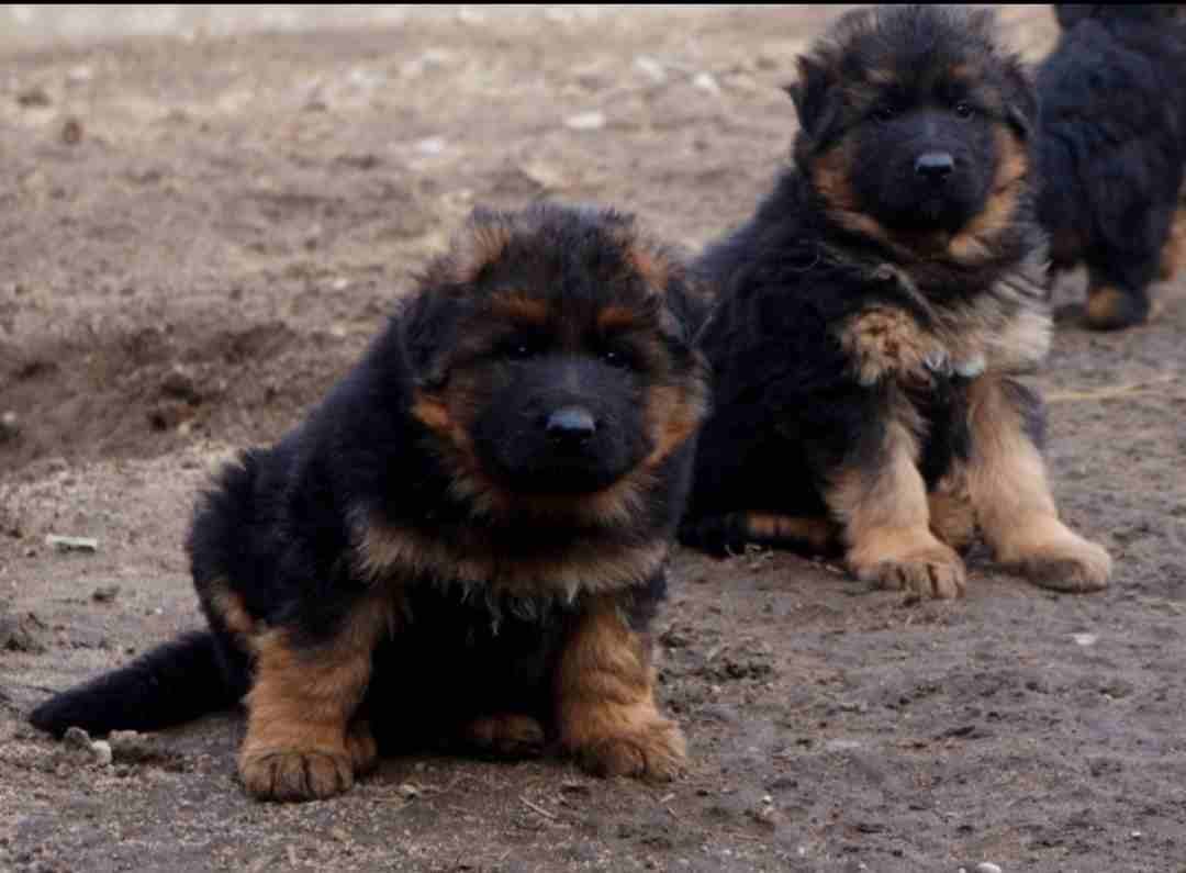 For Sale
Super (German shaperd )
لا تنسَ أنك شاهدت هذا الإعلان في عنكبوت
For Sale ..........
Sup...