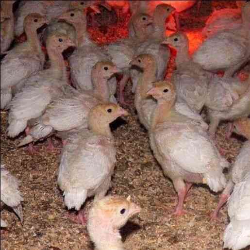 (بطة معمل بركات)
سارع بالحجز
بطة معمل بركات 01121520170
كما هو معروف لدى المربيين و اصحاب المزارع و مكاتب التوزيع
البطة الاولى في مصر بشهادة الجميع من حيث :-
اعلى معدلات التحويل كما هو موضح بالرسم...