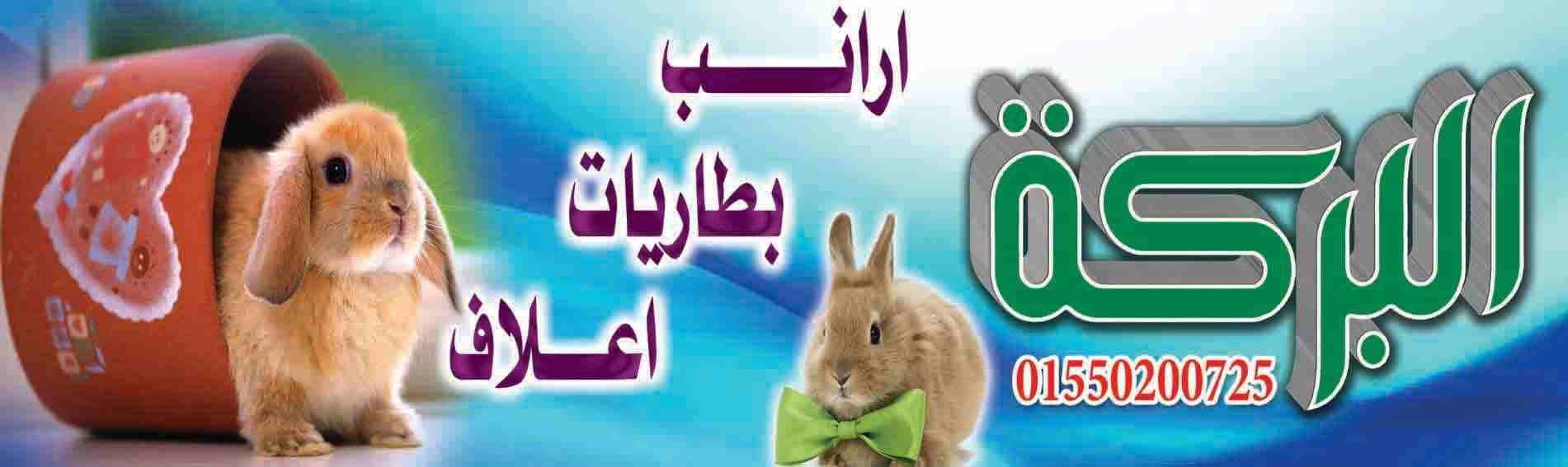 مزراع البركه
لا تنسَ أنك شاهدت هذا الإعلان في عنكبوت
مزراع البركه
ارانب
بطاريات
اعلاف
اشراف
تسو...