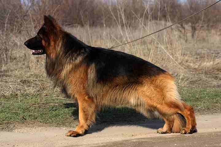 For Sale
Super (German shaperd )
لا تنسَ أنك شاهدت هذا الإعلان في عنكبوت
For Sale ..........
Sup...