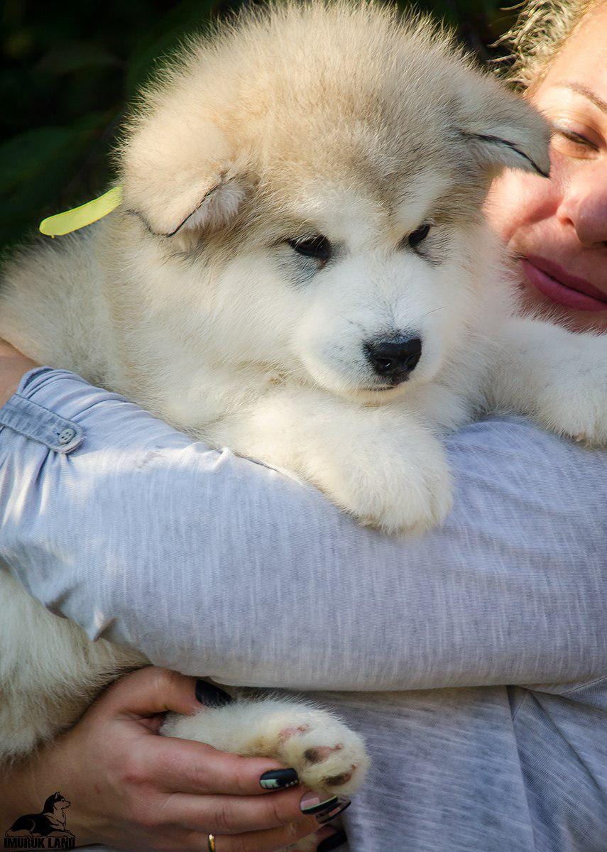 For Sale
Super jumpo ( AIaskan malamute )
لا تنسَ أنك شاهدت هذا الإعلان في عنكبوت
For Sale......