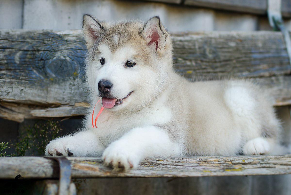 For Sale
Super jumpo ( AIaskan malamute )
لا تنسَ أنك شاهدت هذا الإعلان في عنكبوت
For Sale......