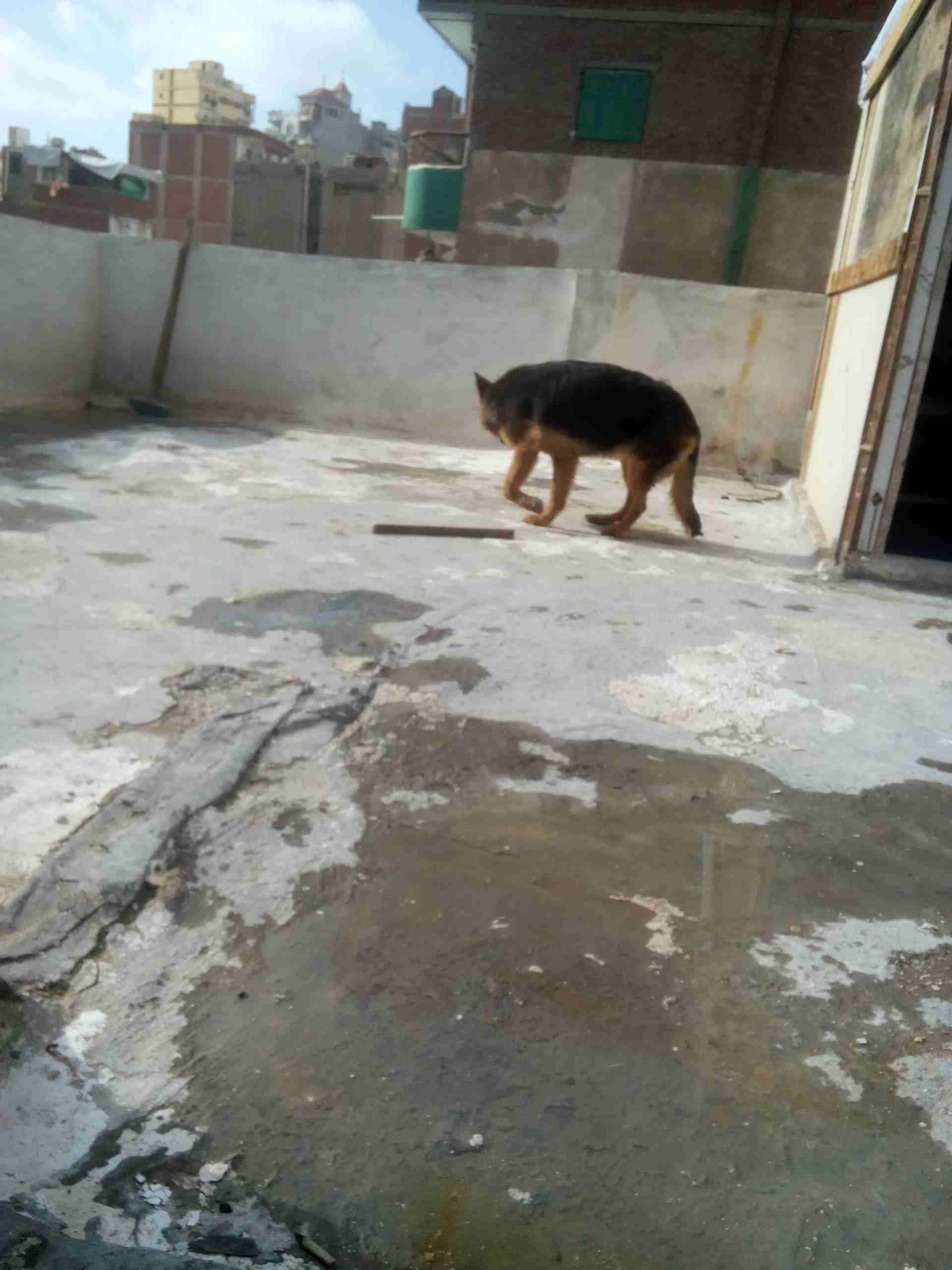 نتايه جيرمن شو لاين 10 شهور
لا تنسَ أنك شاهدت هذا الإعلان في عنكبوت
نتايه جيرمن شو لاين تقليب عال...