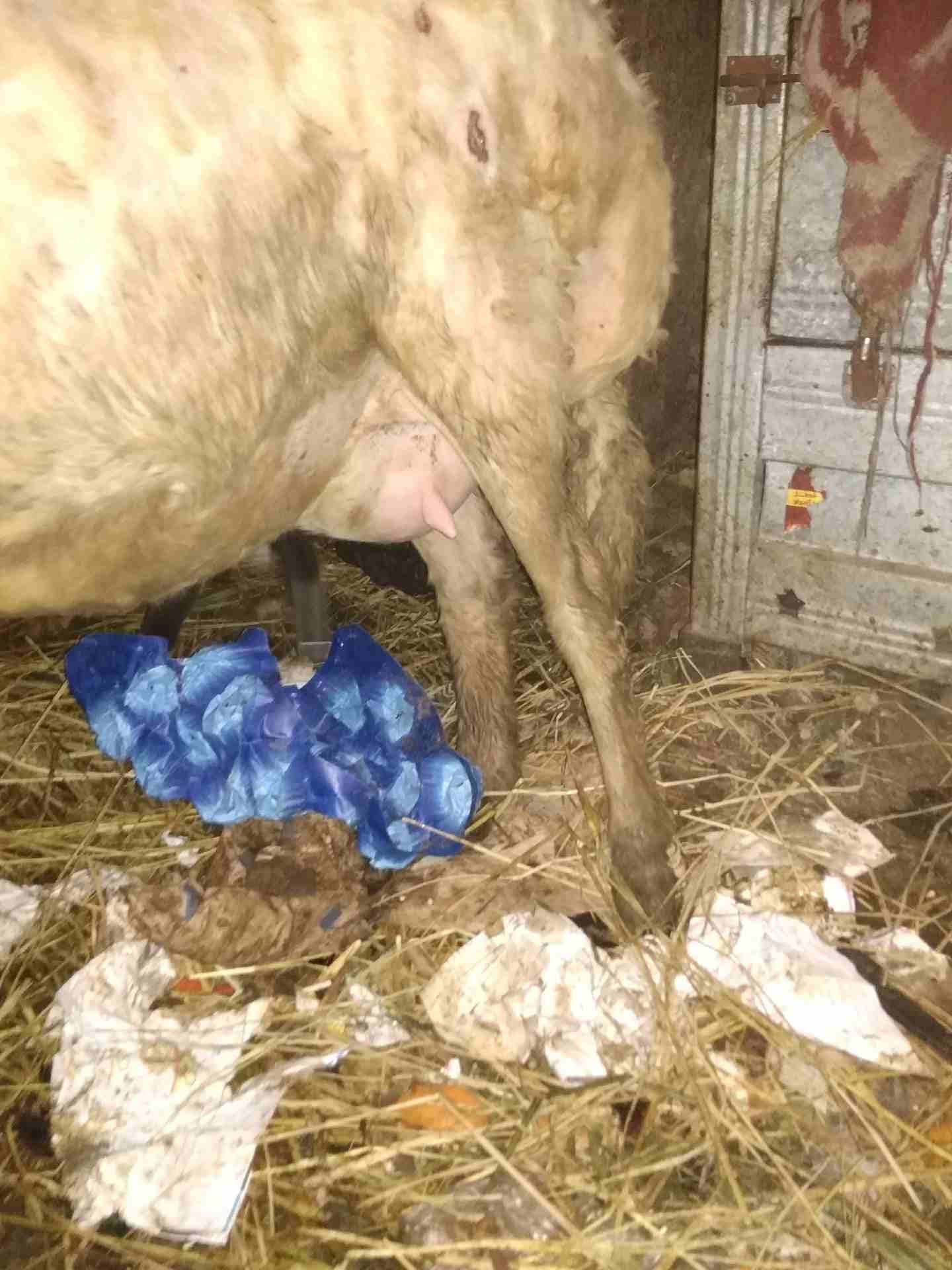 بصحه جيده
لا تنسَ أنك شاهدت هذا الإعلان في عنكبوت
لبنيه أول ولده لها وراه اثنين ذكرونتيه مشاء الل...
