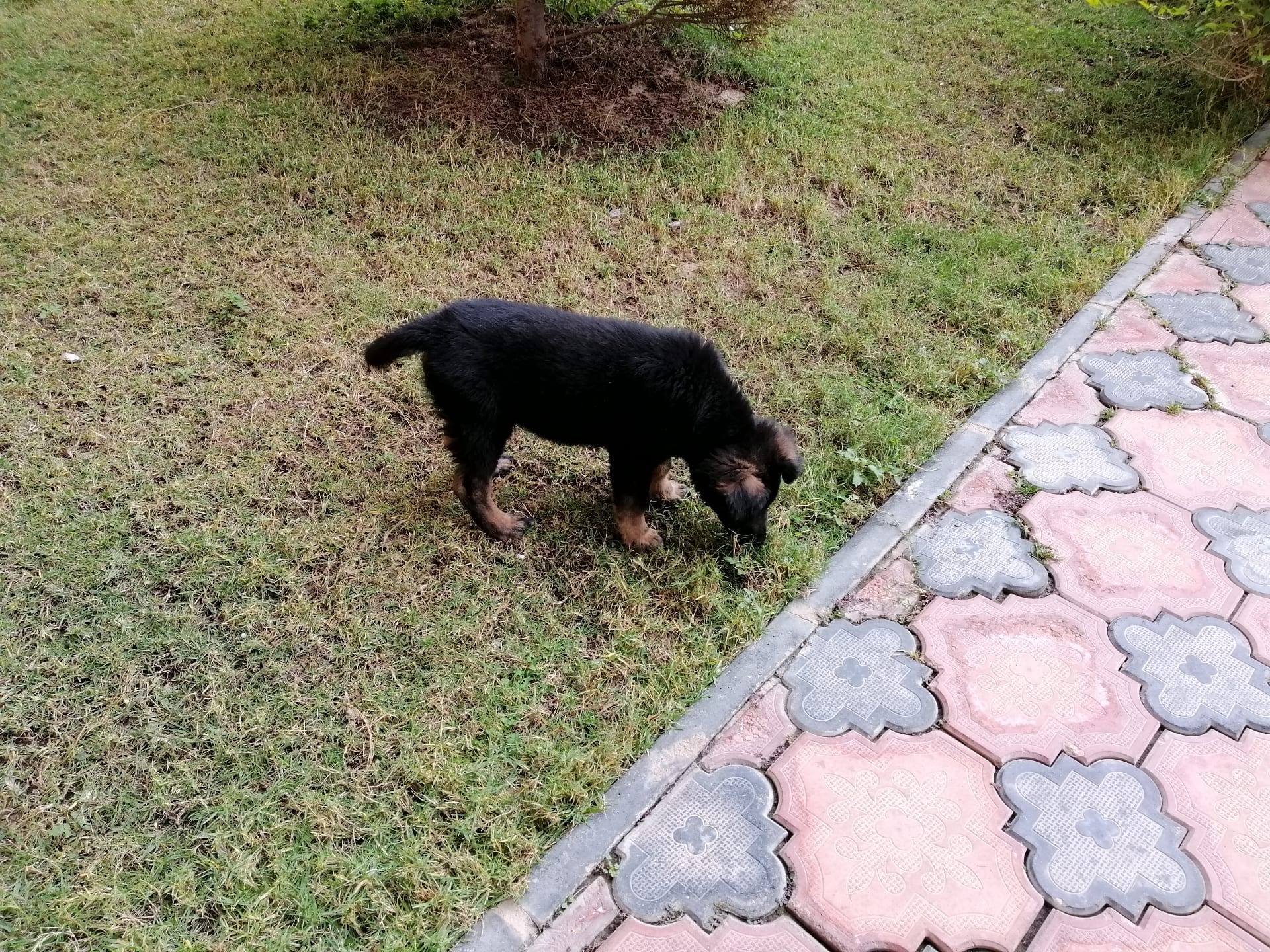 German Shepherd
لا تنسَ أنك شاهدت هذا الإعلان في عنكبوت
German Shepherd Puppy
2 Month
Black&a...
