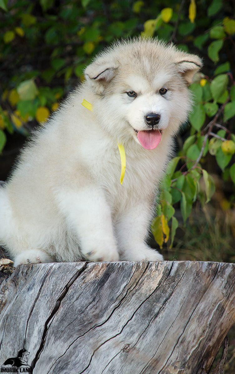 For Sale
Super jumpo ( AIaskan malamute )
لا تنسَ أنك شاهدت هذا الإعلان في عنكبوت
For Sale......