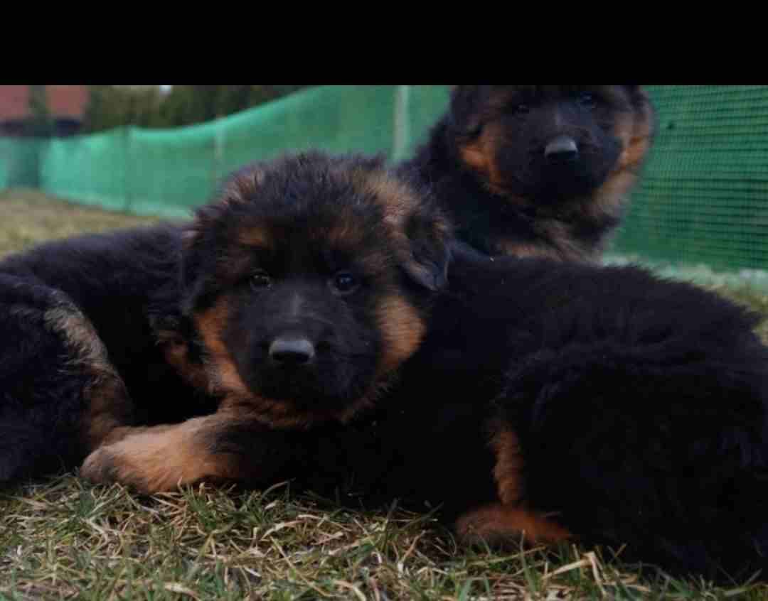 For Sale
Super (German shaperd )
لا تنسَ أنك شاهدت هذا الإعلان في عنكبوت
For Sale ..........
Sup...
