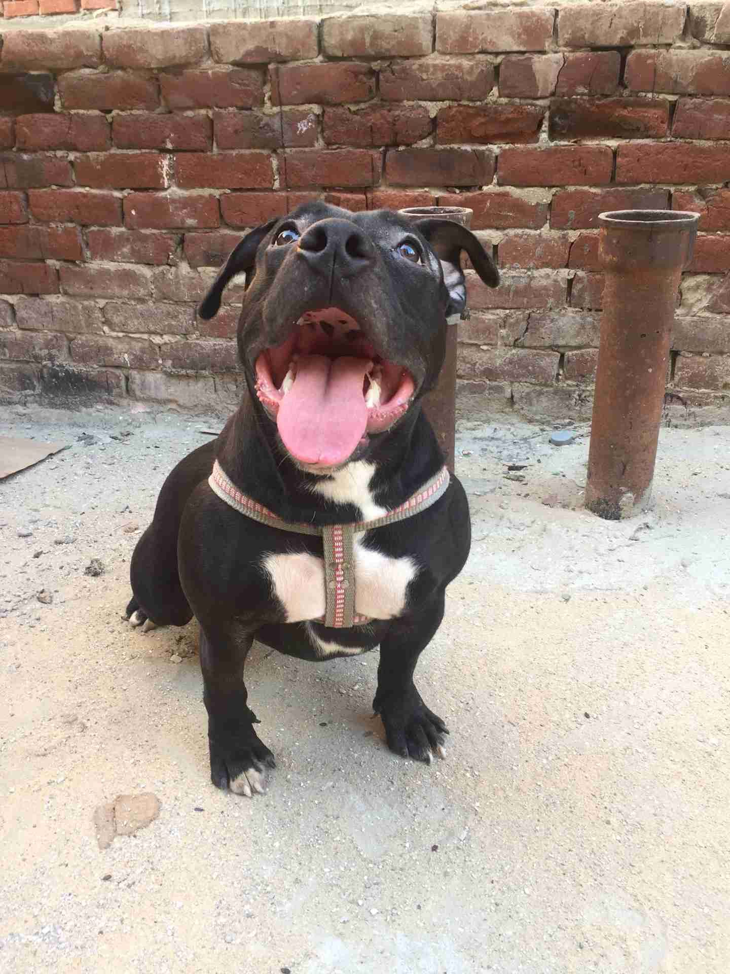 bitbull female 7 months for sale
لا تنسَ أنك شاهدت هذا الإعلان في عنكبوت
انثي بيتبول 7 شهور م...